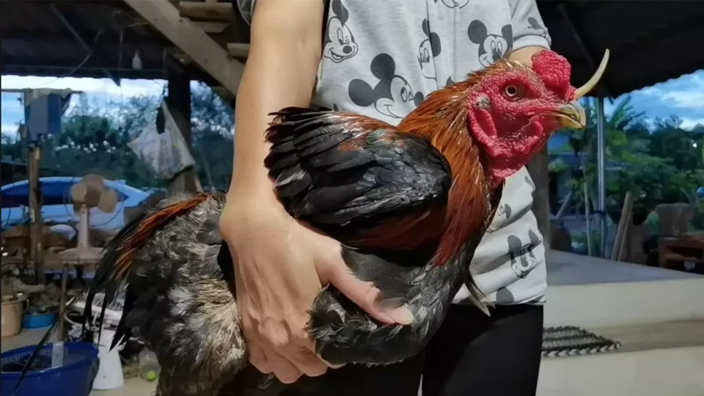 ดู ไก่ชน