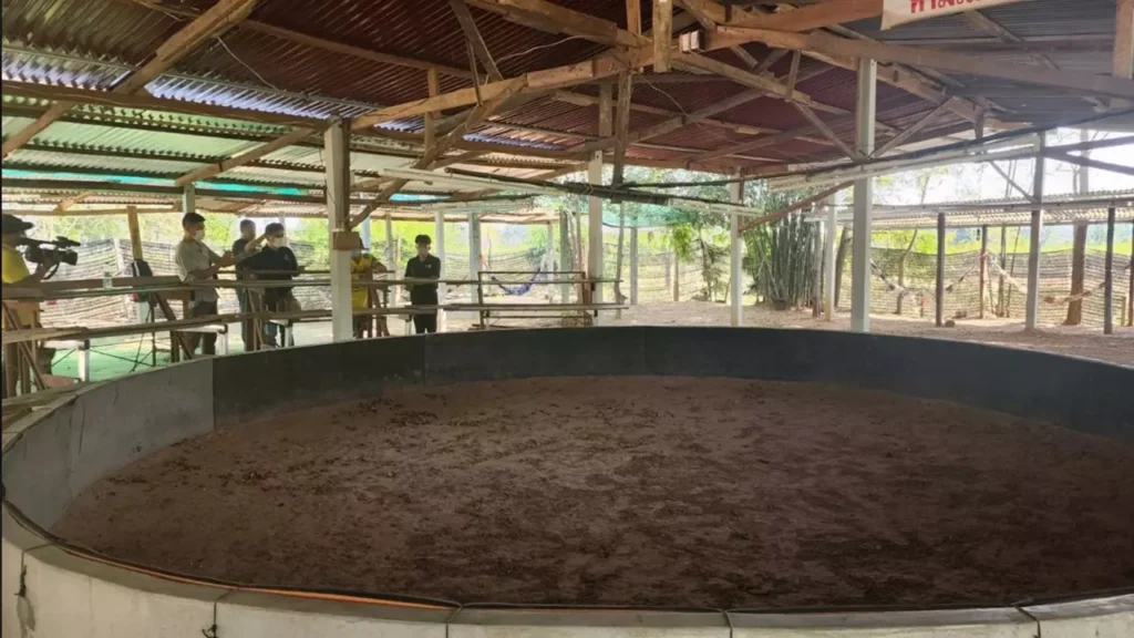 บ่อน ไก่ชน