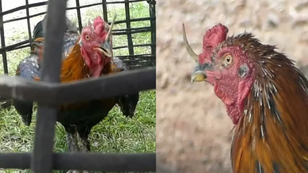 ยา ไก่ชน