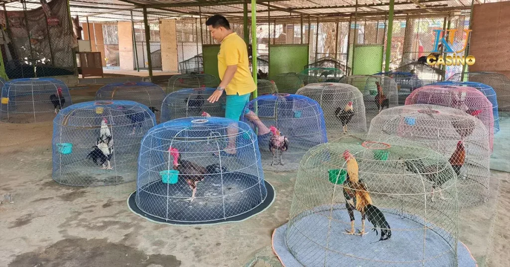 ไก่ชน ไทย