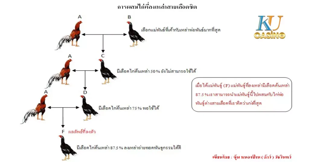 สายพันธุ์ไก่ชน