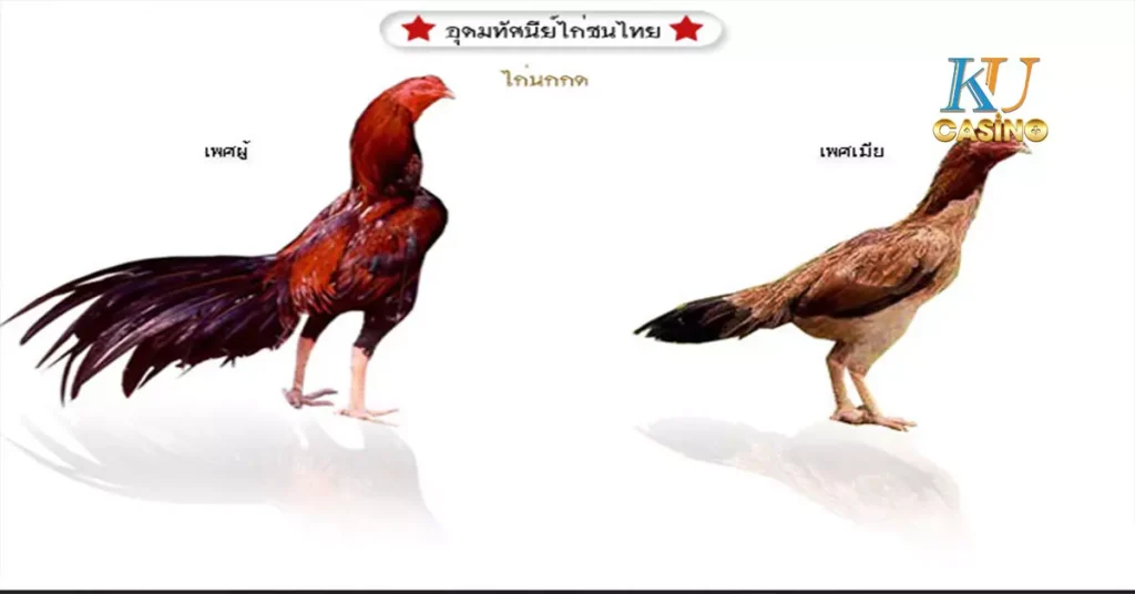 ไก่ชน
