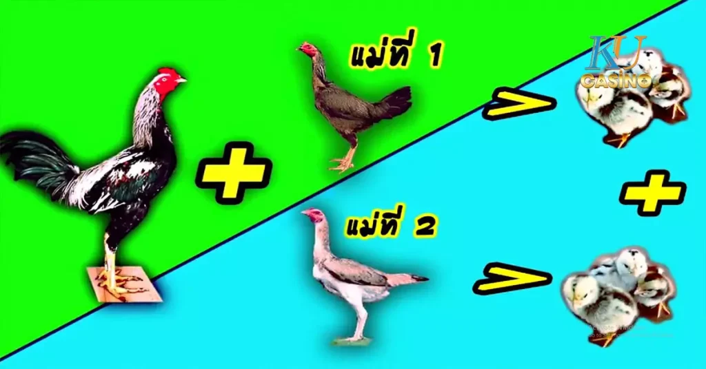 ไก่ชน