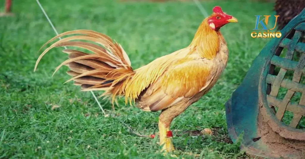 ไก่ชนเปรู